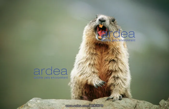 : European / Alpine MARMOT - calling out danger signal : European / Alpine MARMOT - calling out danger signal