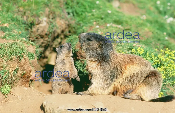 : European / Alpine MARMOT - female and young : European / Alpine MARMOT - female and young