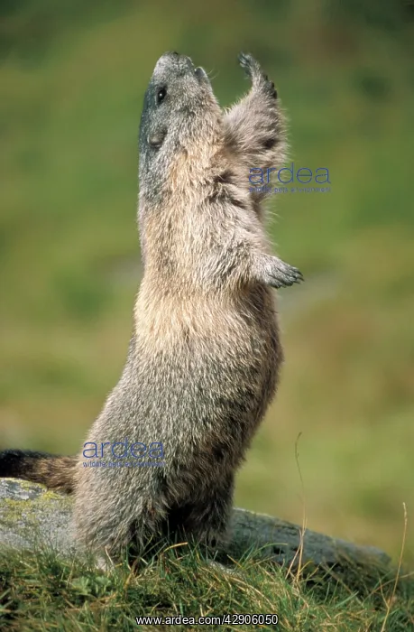 : European / Alpine MARMOT - stretching : European / Alpine MARMOT - stretching