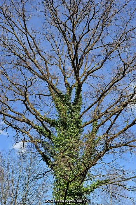 : European Ash Common Ash covered with Common English : European Ash Common Ash covered with Common English