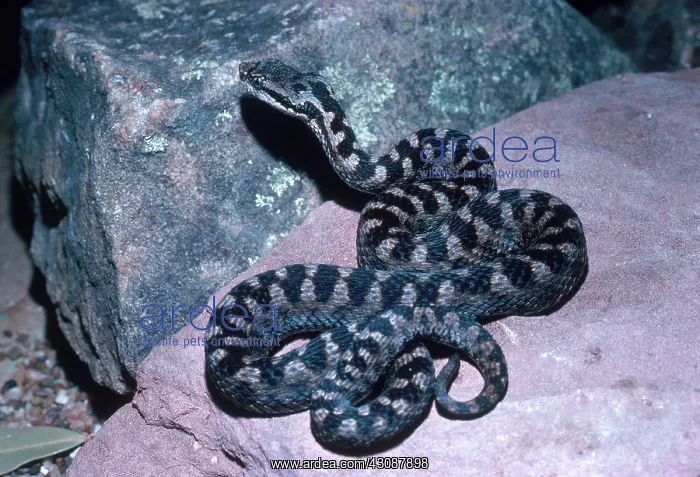 : European Asp : European Asp