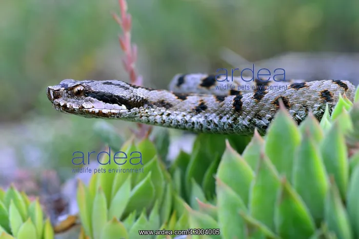 : European Asp Aspic Viper : European Asp Aspic Viper