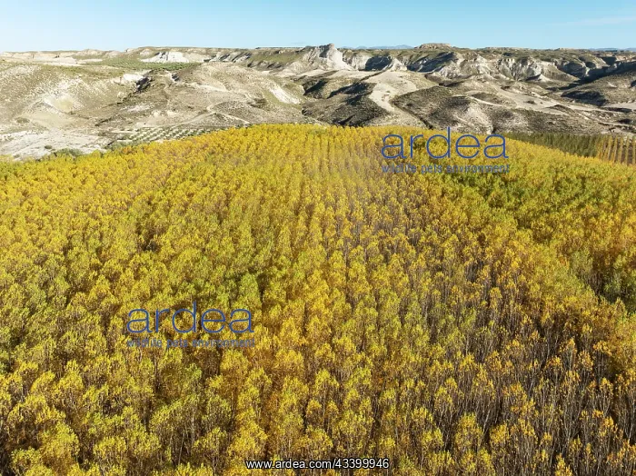 : European Aspen (Populus tremula) in autumnal colours : European Aspen (Populus tremula) in autumnal colours