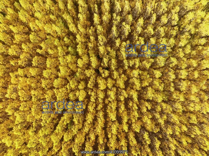 : European Aspen (Populus tremula) in autumnal colours : European Aspen (Populus tremula) in autumnal colours