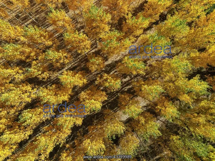 : European Aspen (Populus tremula) in autumnal colours : European Aspen (Populus tremula) in autumnal colours