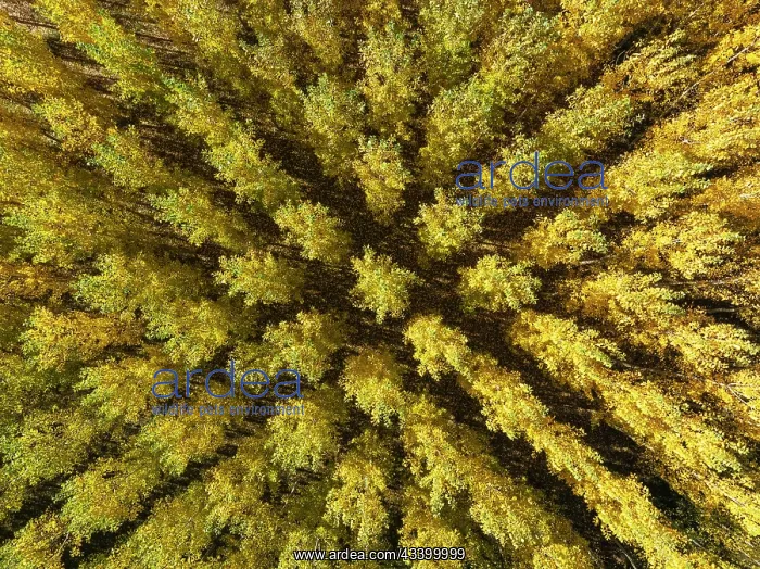 : European Aspen (Populus tremula) in autumnal colours : European Aspen (Populus tremula) in autumnal colours