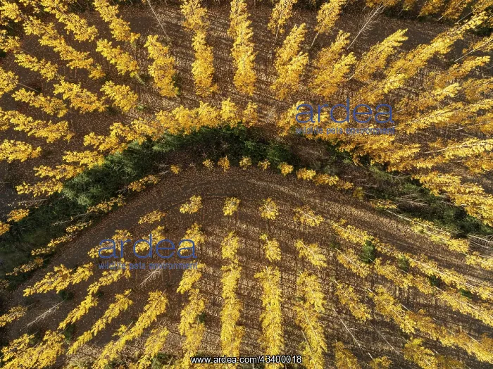 : European Aspen (Populus tremula) in autumnal colours : European Aspen (Populus tremula) in autumnal colours