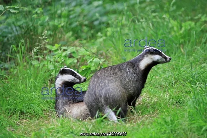  : European Badger - two