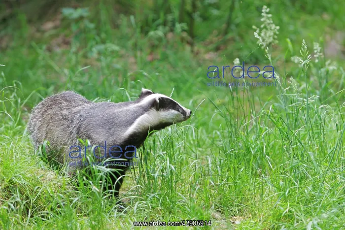 : European Badger : European Badger