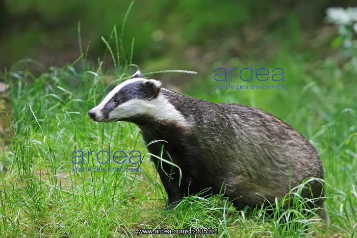 : European Badger : European Badger
