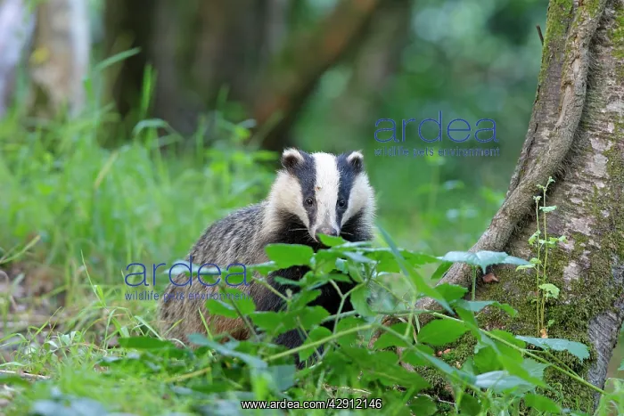  : European Badger