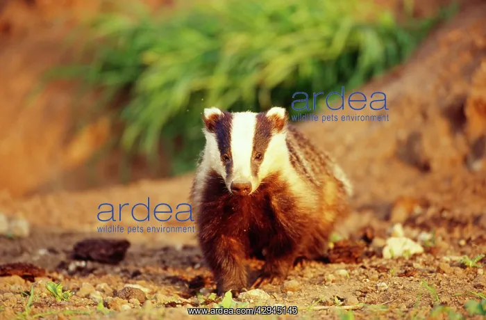  : European Badger