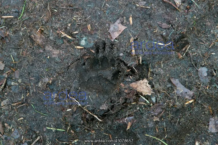 : European Badger : European Badger