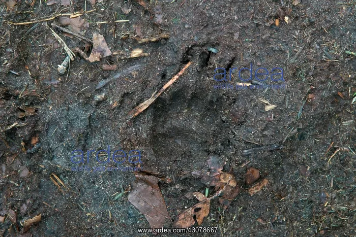 : European Badger : European Badger