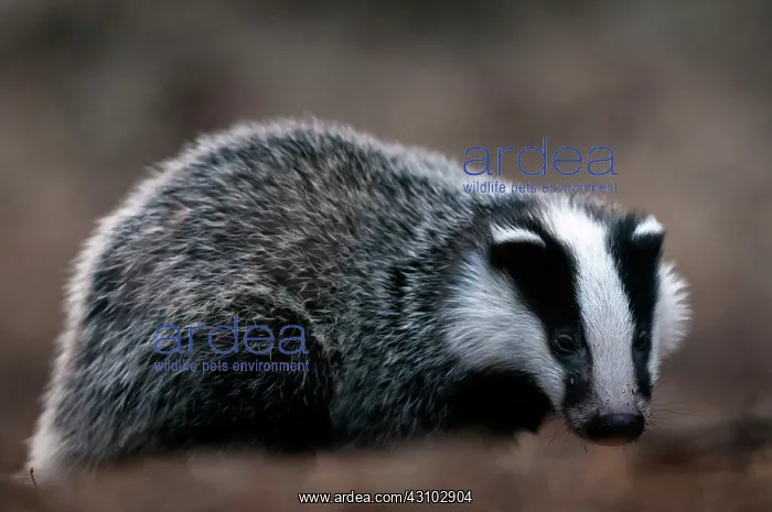 : European Badger : European Badger