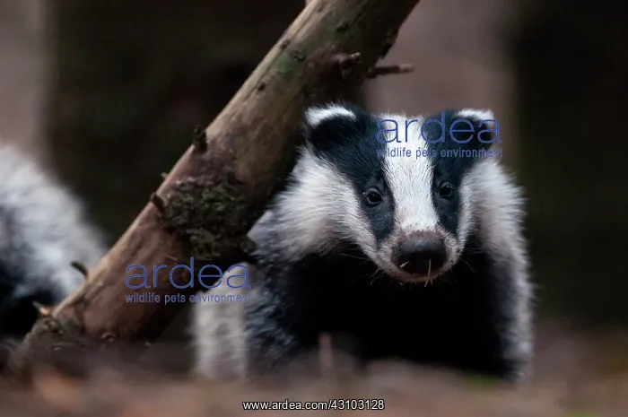 : European Badger : European Badger