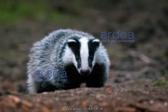 : European Badger : European Badger