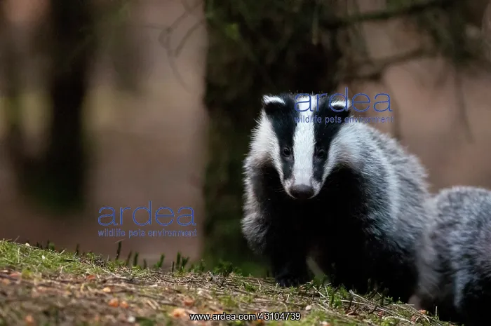 : European Badger : European Badger
