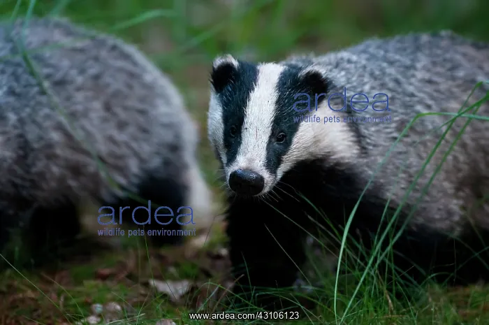 : European Badger : European Badger