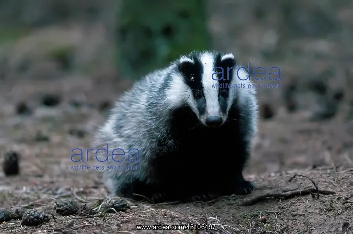 : European Badger : European Badger