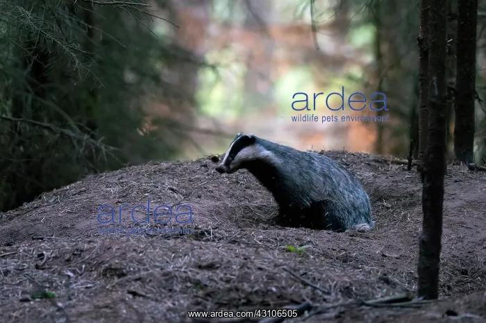: European Badger : European Badger