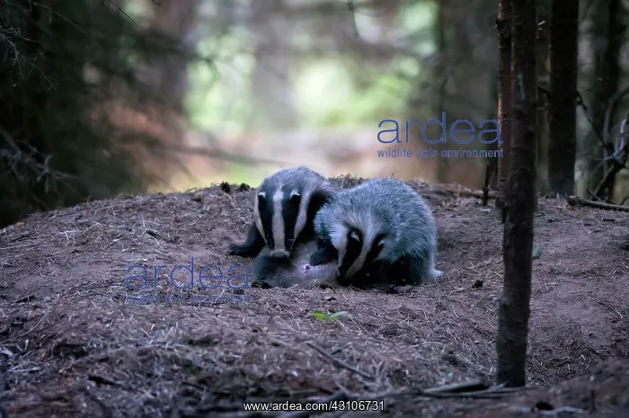 : European Badger : European Badger