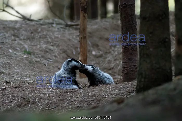 : European Badger : European Badger