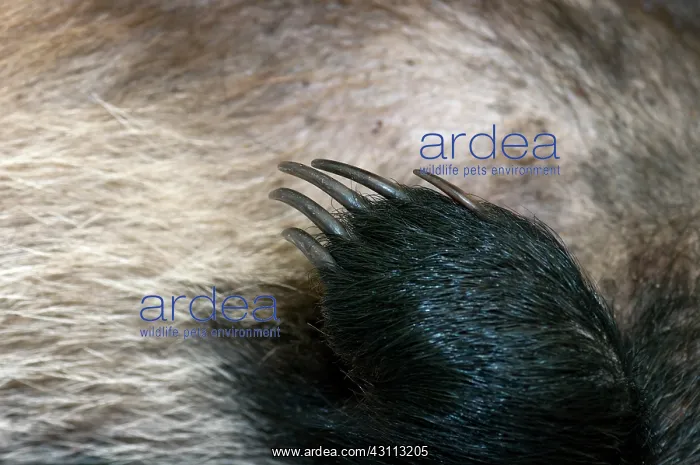 : European Badger : European Badger