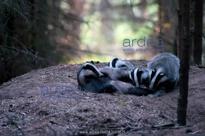 : European Badger : European Badger