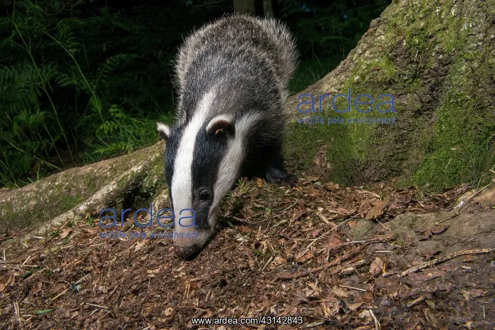 : European Badger : European Badger