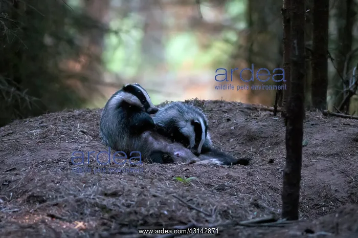 : European Badger : European Badger