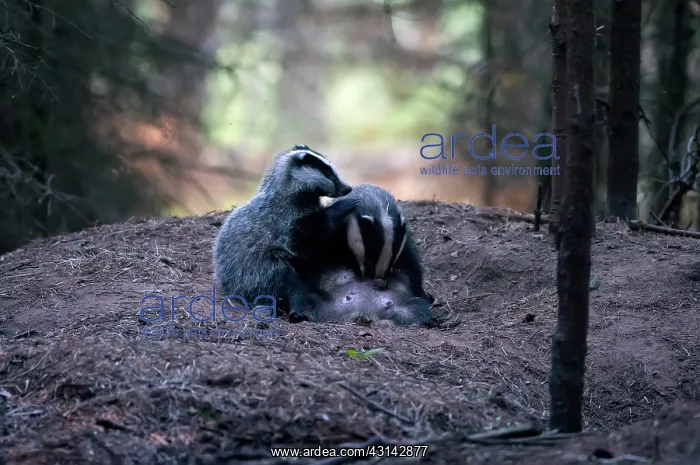 : European Badger : European Badger