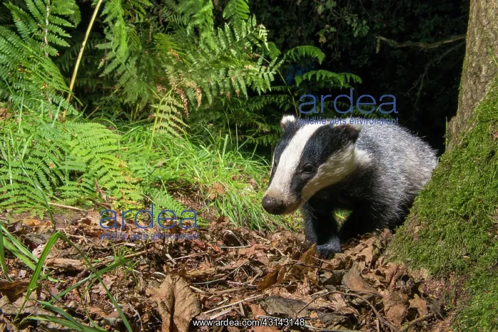: European Badger : European Badger