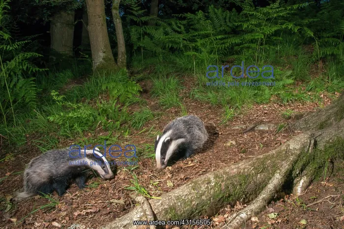 : European Badger : European Badger