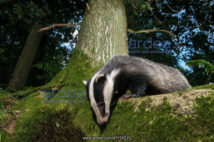 : European Badger : European Badger