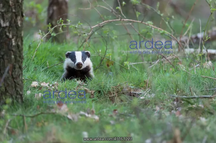 : European Badger : European Badger