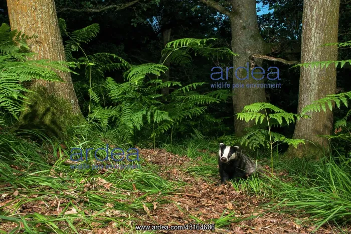 : European Badger : European Badger