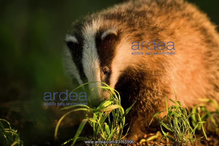 : European Badger : European Badger