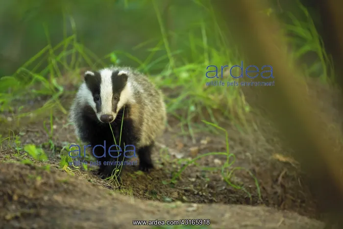  : European Badger