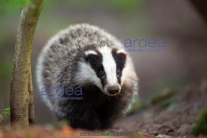 : European Badger : European Badger