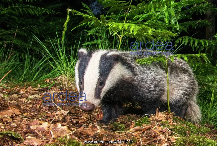 : European Badger : European Badger