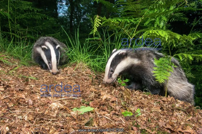 : European Badger : European Badger