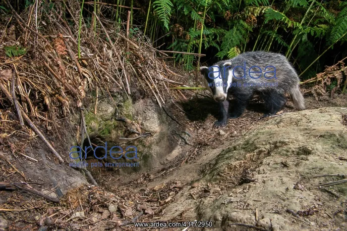 : European Badger : European Badger