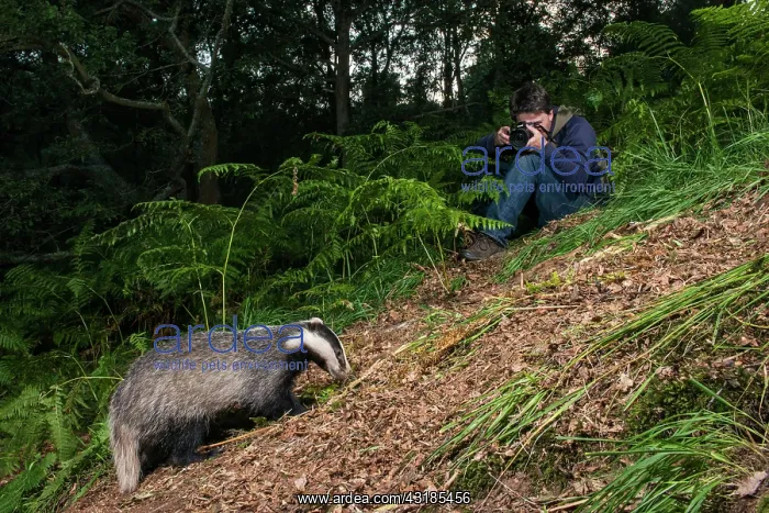 : European Badger : European Badger