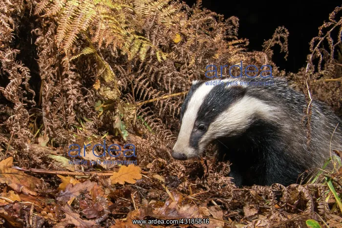 : European Badger : European Badger