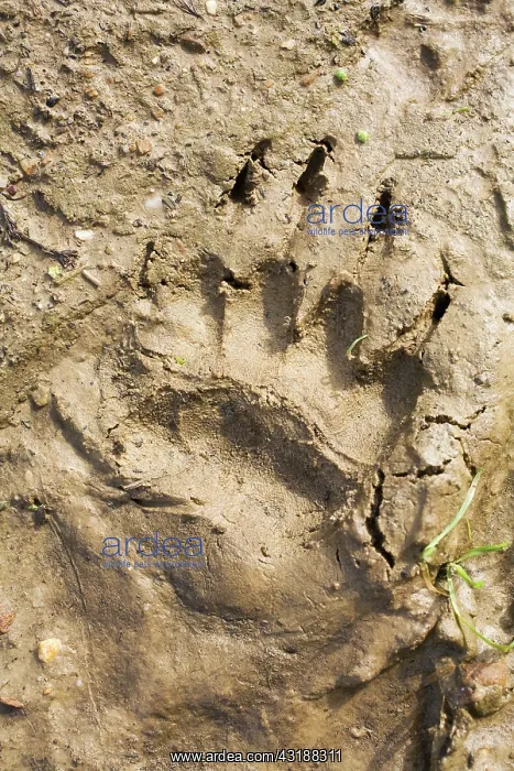  : European Badger