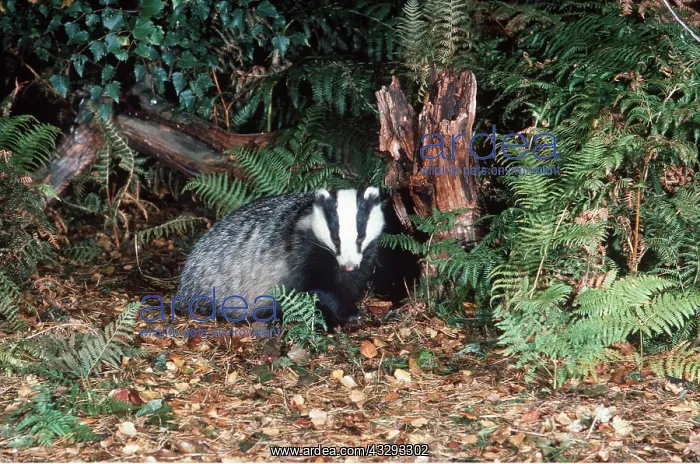 : European Badger : European Badger