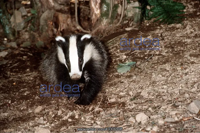 : European Badger : European Badger