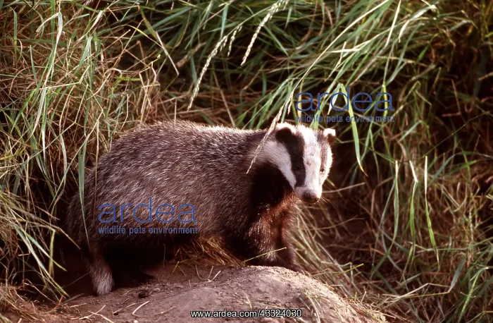 : European Badger : European Badger