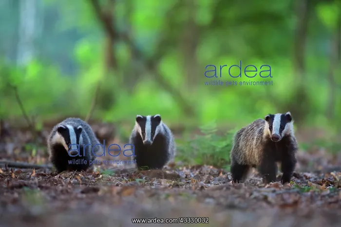 : European Badger : European Badger